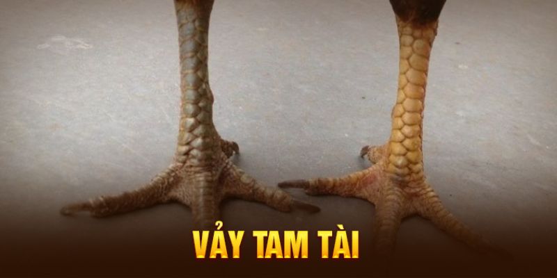 Cách nuôi dưỡng gà có vảy tam tài