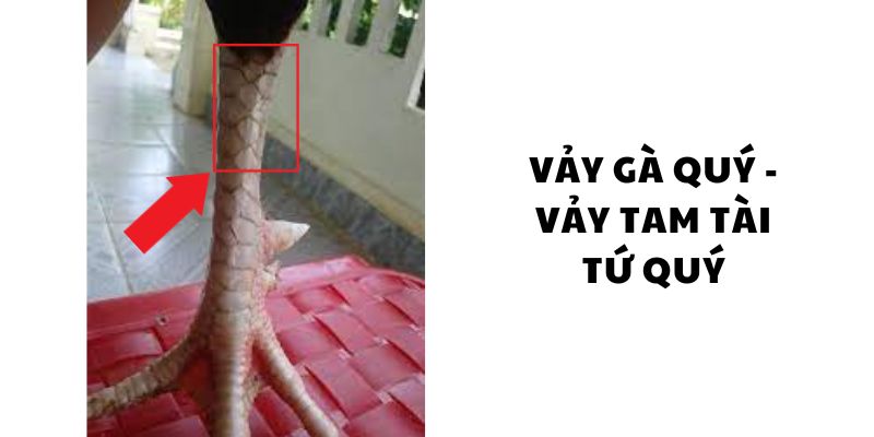 Các chiến kê cần có tâm lý ổn định và vững vàng