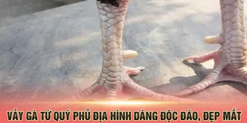 Gà đá mang vảy chân tứ quý siêu quý hiếm