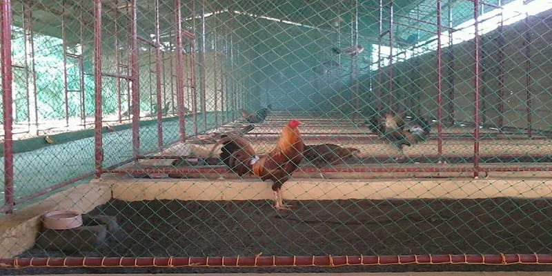 Xây dựng chuồng gà thoáng mát, sạch sẽ
